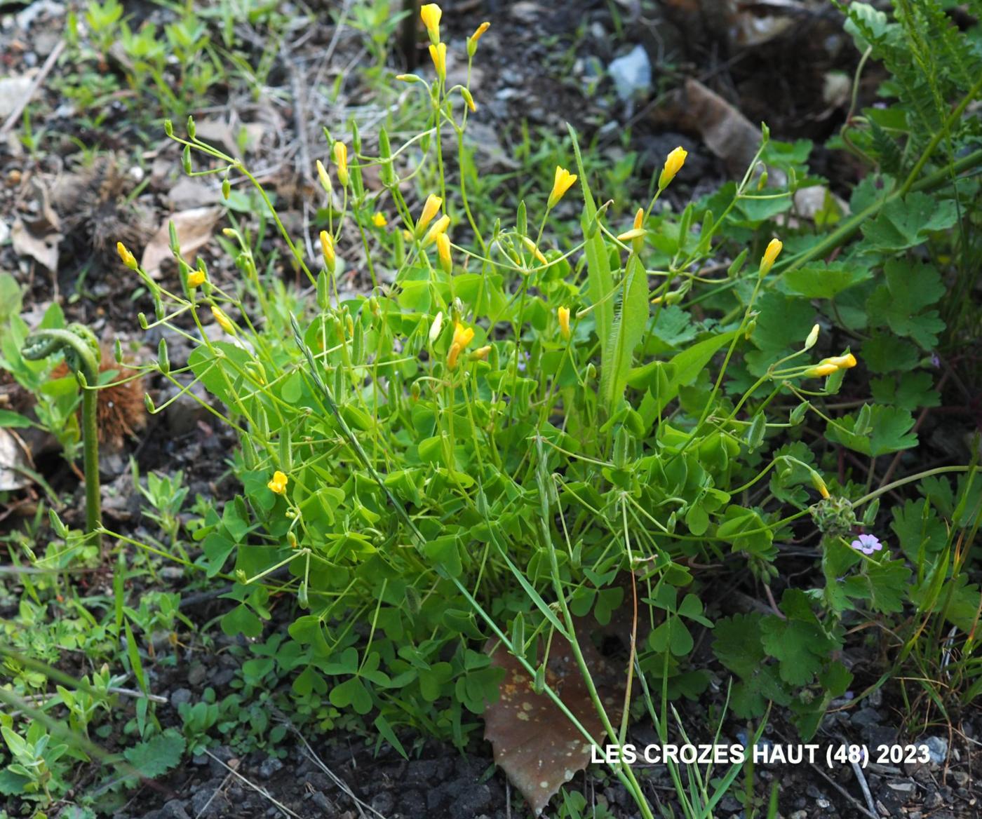 Sorrel, Upright yellow plant